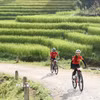 Cung đường địa hình dài khoảng 25 km uốn lượn giữa những thửa ruộng bậc thang đang vào mùa lúa chín. (Ảnh: TTXVN phát)