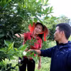 Người dân tích cực thi đua sản xuất, chuyển đổi cây trồng mới có giá trị kinh tế cao. (Ảnh: Thanh Hải/TTXVN)