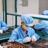 Sản xuất linh kiện điện tử xuất khẩu tại khu công nghiệp Tứ Hạ, thị xã Hương Trà, thành phố Huế (Ảnh: Phạm Hậu/TTXVN)