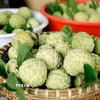 Những quả na Bồ Lý chín đều, căng tròn, mang theo hương vị ngọt lành của vùng quê Phú Thọ. (Ảnh: Hoàng Hùng/TTXVN)