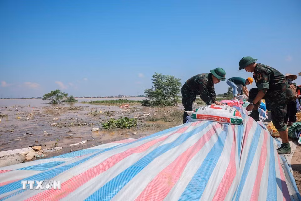 Đê thôn Đoài, xã Tam Giang (Bắc Ninh) đang được gia cố khi nước sông Cầu dâng cao. (Ảnh: Hoàng Hiếu/TTXVN)