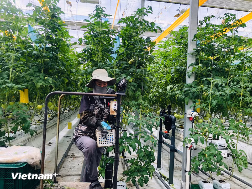 Công nhân chăm sóc cây tại nông trại (Ảnh: Vietnam+)