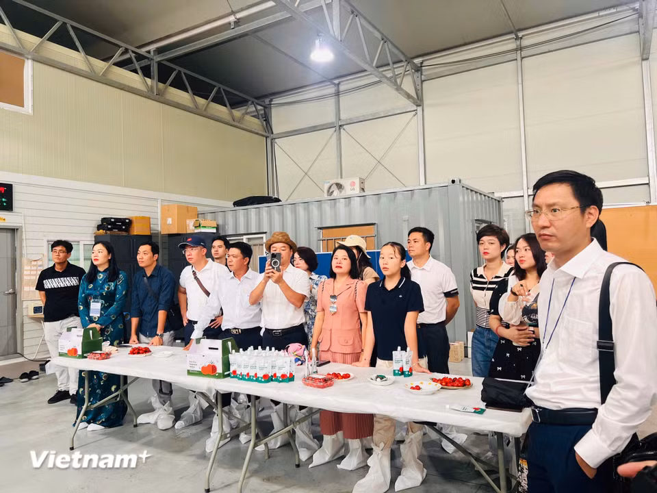 Đoàn đoàn công tác của Trung tâm Bản quyền số cùng các đơn vị truyền thông tham quan nông trại (Ảnh: Vietnam+)