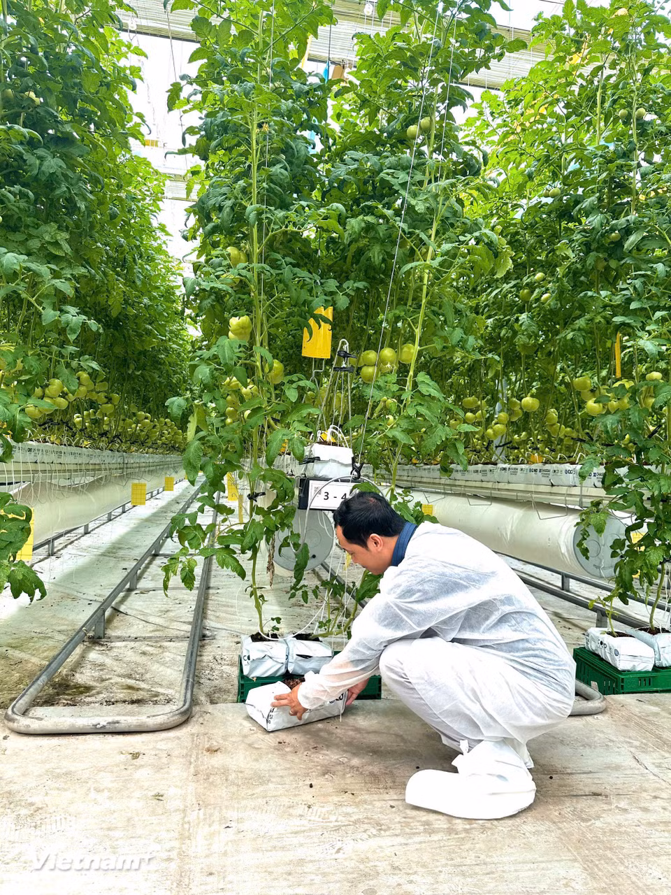 Tìm hiểu mô hình trồng cây cà chua cho năng suất cao tại ParmFarm (Ảnh: Vietnam+)