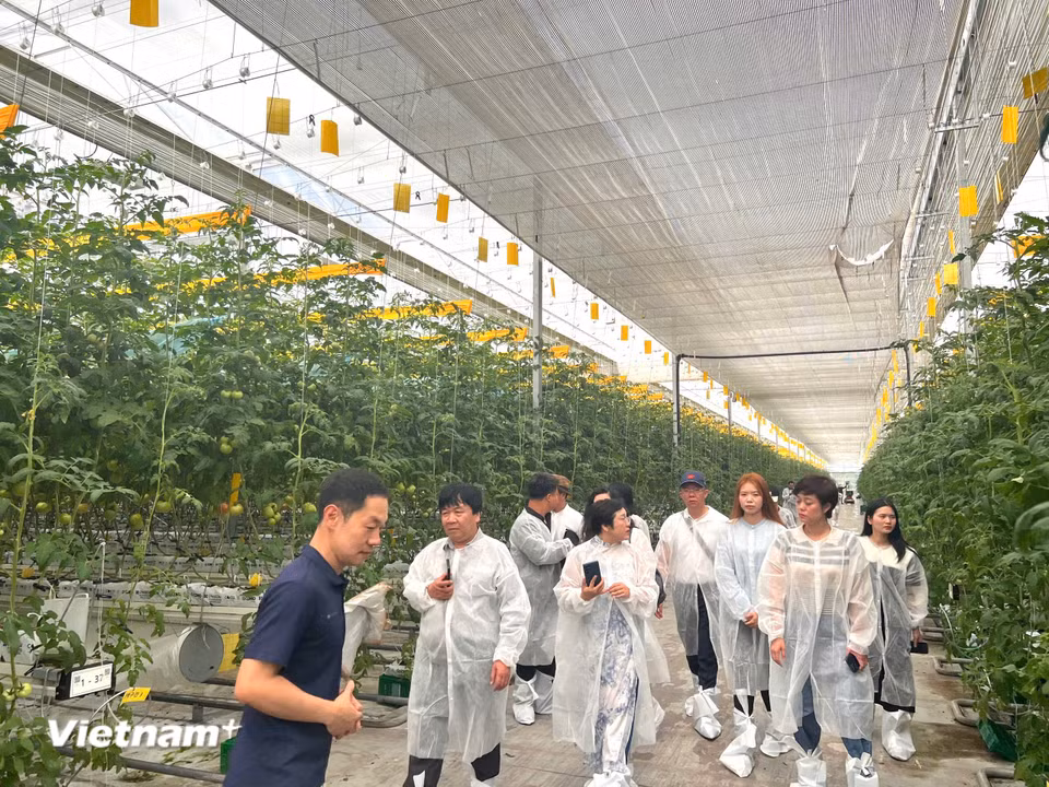 Đoàn tham quan nông trại (Ảnh: Vietnam+)