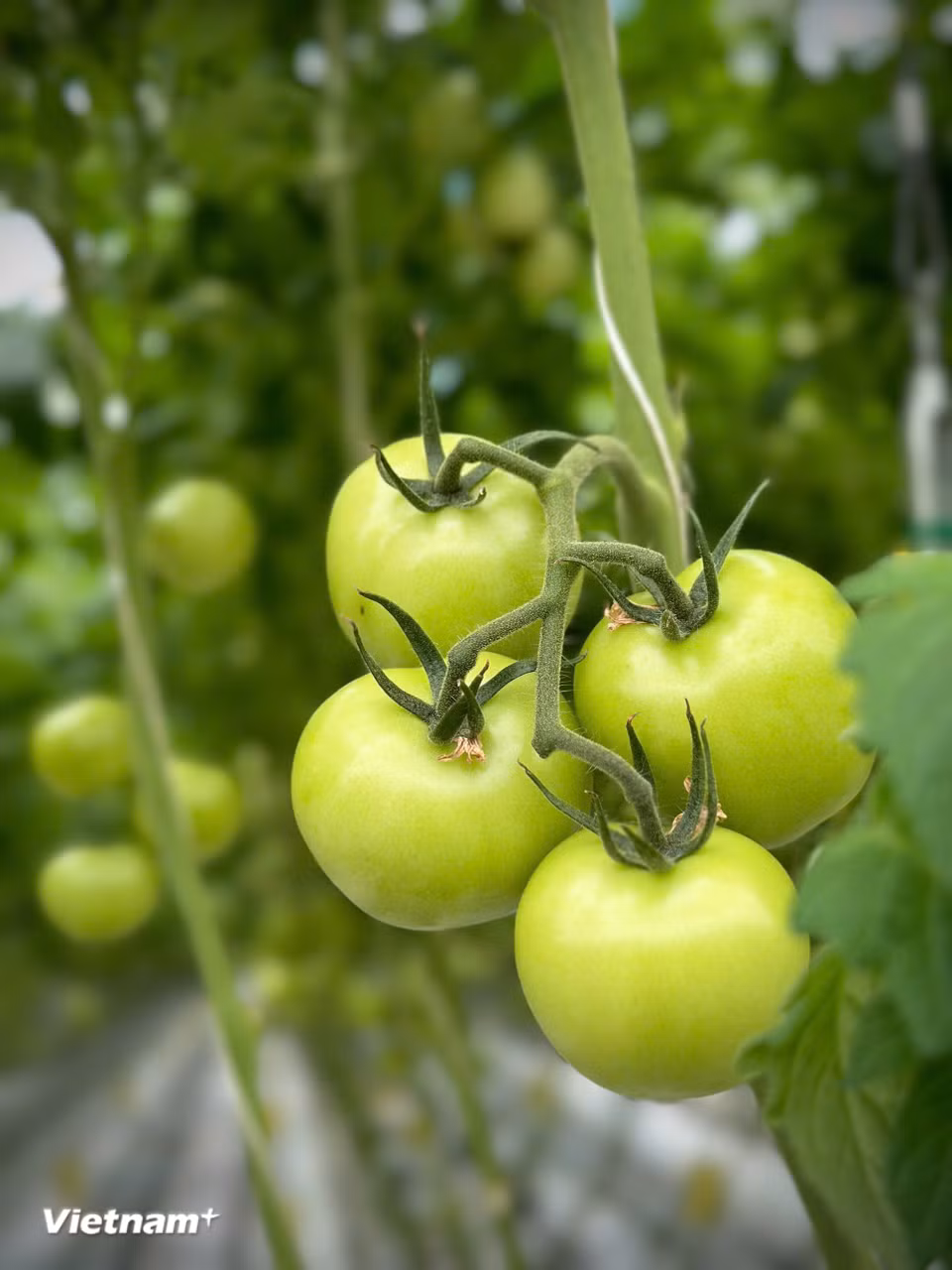 Do áp dụng công nghệ hiện đại, tiên tiến trong sản xuất nên sản phẩm tại ParmFarm luôn cho năng suất cao (Ảnh: Vietnam+)