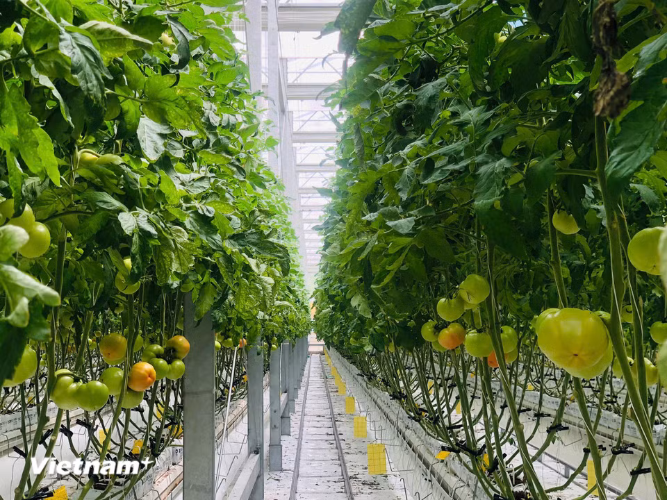Mô hình Smart Farm ứng dụng các giải pháp công nghệ hiện đại nhằm tối ưu năng suất, chất lượng và tính bền vững trong nông nghiệp. (Ảnh: Vietnam+)