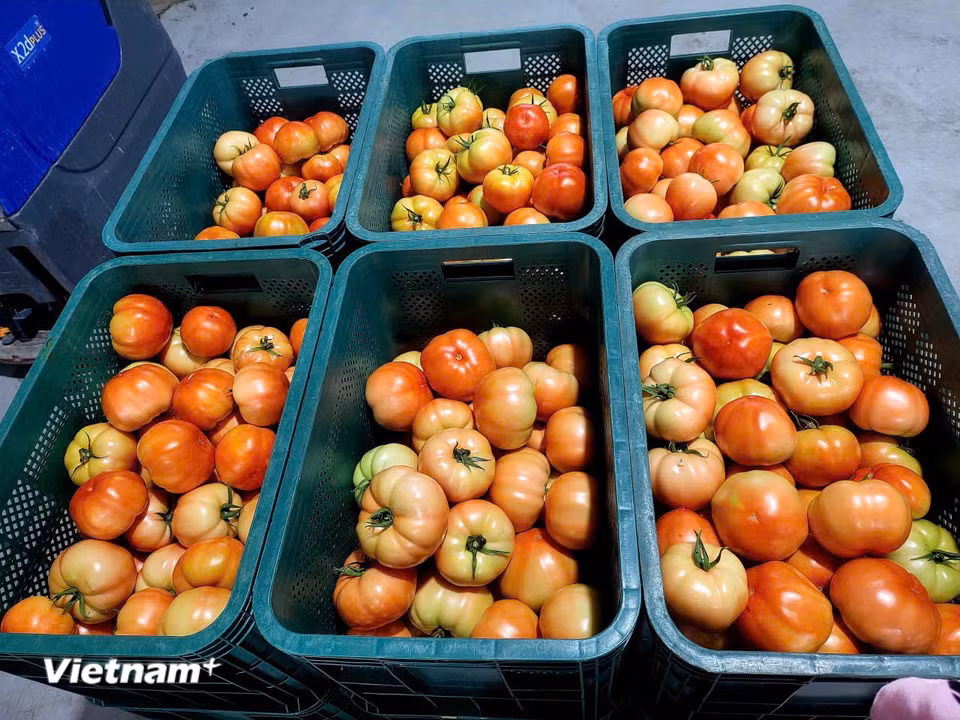 Cà chua tại ParmFarm sau khi thu hoạch có giá bán buôn gần 100.000 đồng/kg (Ảnh: Vietnam+)