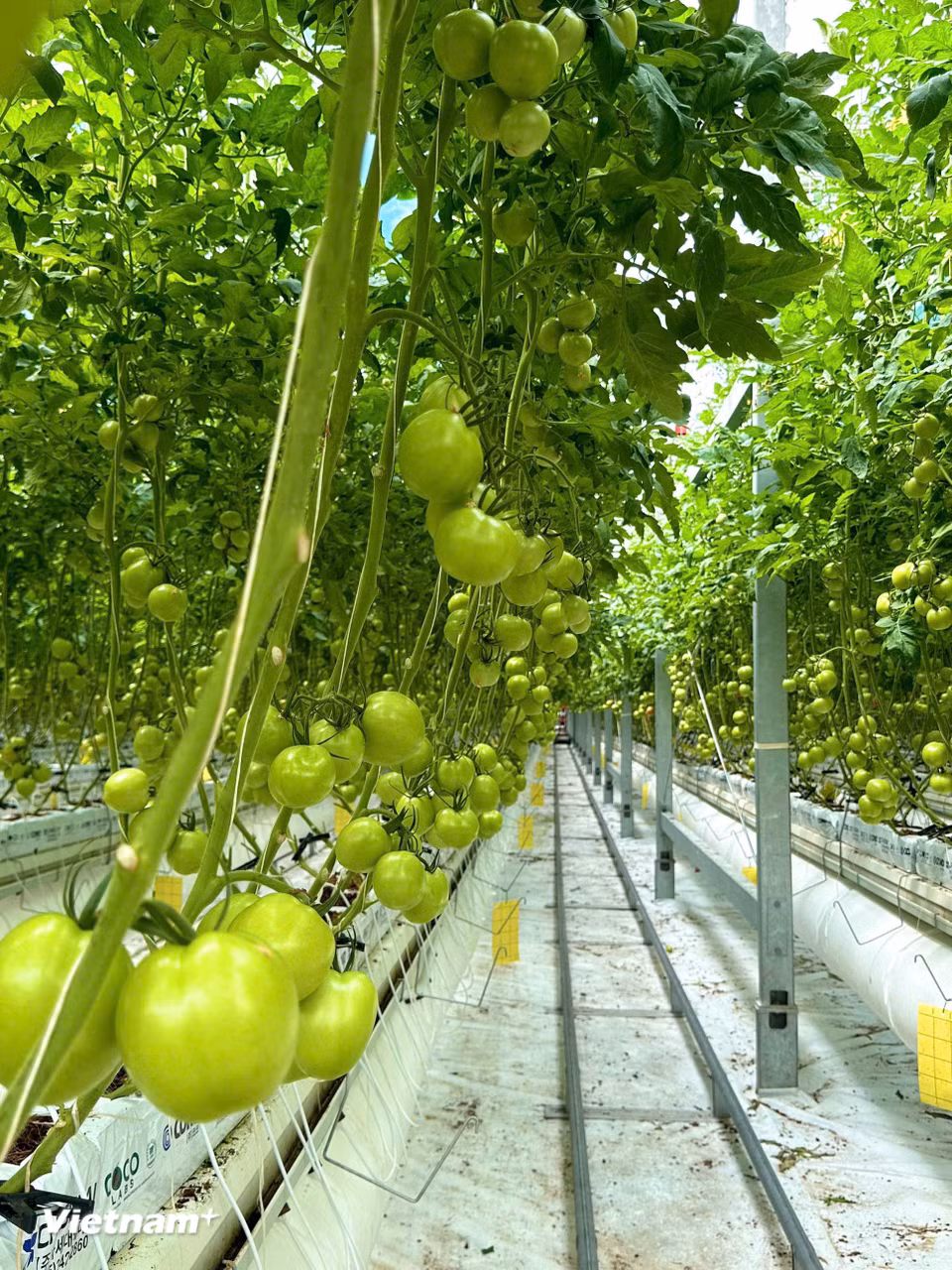 Do áp dụng công nghệ hiện đại, tiên tiến trong sản xuất nên sản phẩm tại ParmFarm luôn cho năng suất cao (Ảnh: Vietnam+)
