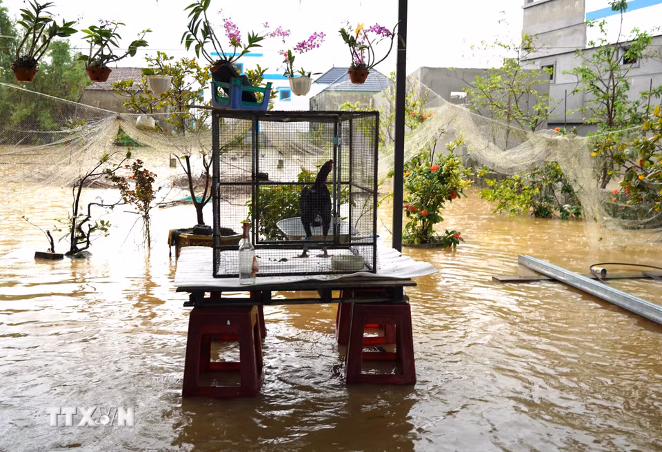 Người dân kê cao đồ đạc để bảo vệ tài sản trong cơn mưa lũ. (Ảnh: Thanh Thủy/TTXVN)