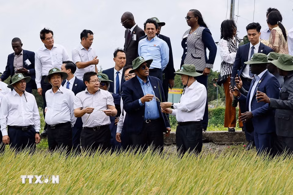 Chủ tịch Quốc hội Trần Thanh Mẫn và Chủ tịch Quốc hội Cộng hòa Côte d’Ivoire Patrick Achi thăm cánh đồng trình diễn giống lúa triển vọng vụ Hè-Thu 2026. (Ảnh: Doãn Tấn/TTXVN)