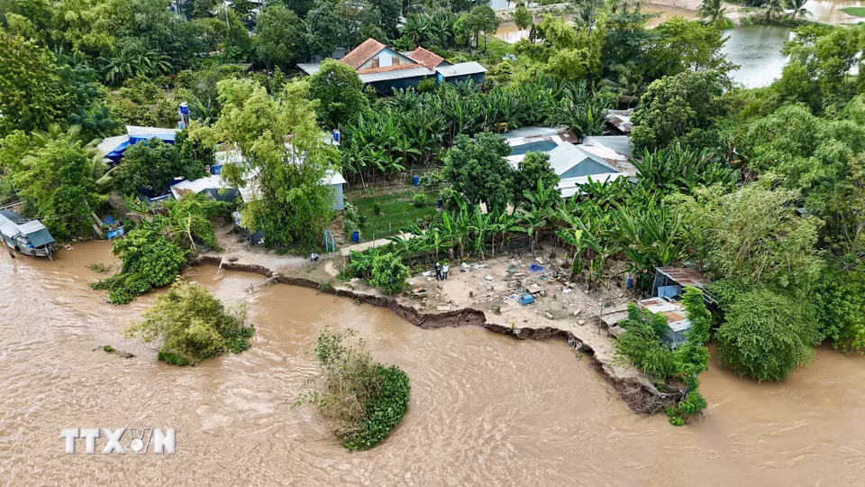 Nhìn từ trên cao, khu vực sạt lở kéo dài khoảng 50m, ăn sâu vào bờ khoảng 7m, ảnh hưởng trực tiếp đến tuyến đường giao thông đầu cồn sông Hậu. (Ảnh: Thanh Sang/TTXVN)