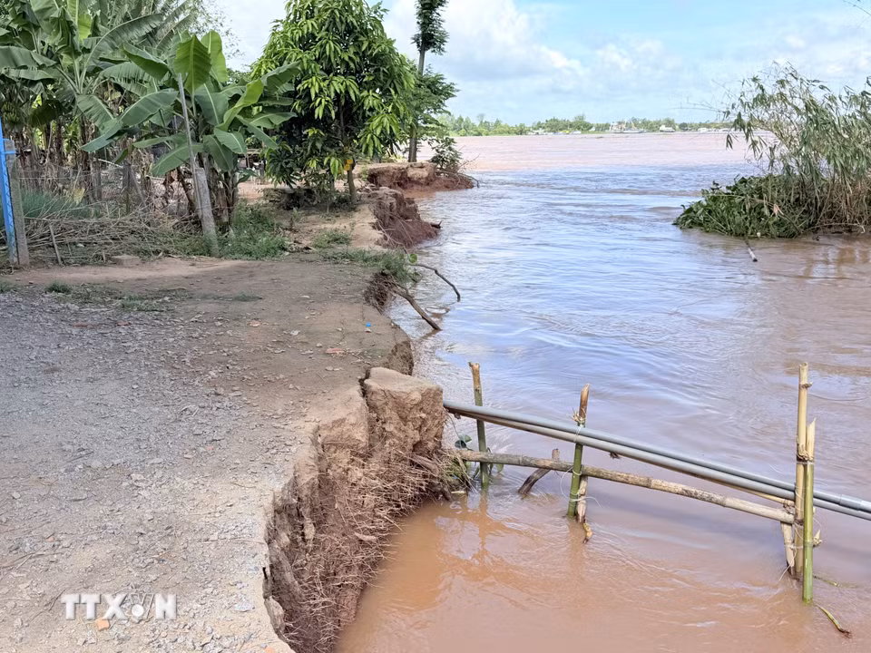 Nhiều mảng đất lớn bị sụp xuống sông, để lại mép bờ dựng đứng và những đoạn hàm ếch kéo dài. (Ảnh: Thanh Sang/TTXVN)