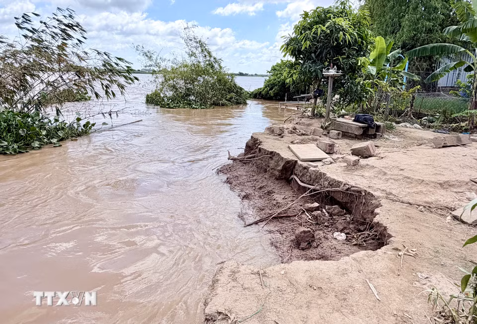 Đoạn bờ sông Hậu bị dòng nước khoét sâu, tạo hàm ếch, phần đất phía trên nhô ra, tiềm ẩn nguy cơ tiếp tục sạt xuống sông. (Ảnh: Thanh Sang/TTXVN)