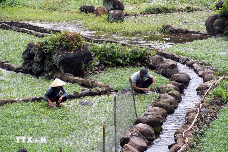 Người dân chăm sóc, thu hoạch rau liệt (cải xoong) được trồng bên dòng nước chảy từ giếng Ông, thuộc hệ thống giếng cổ Gio An tại xã Cồn Tiên (Quảng Trị). Nguồn nước tự nhiên quanh năm góp phần hình thành vùng trồng rau đặc sản của địa phương. (Ảnh: Tá Chuyên/TTXVN)