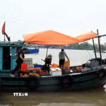 Người dân khu vực bến Chanh, phường Quảng Yên khẩn trương vận chuyển hải sản lên bờ tránh trú bão số 4. (Ảnh: Đức Hiếu/TTXVN)