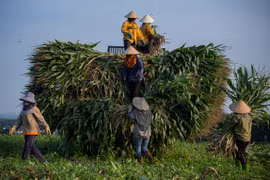 Người dân tại Nghệ An bán ngô sinh khối cho TH làm thức ăn cho bò sữa. (Ảnh: TH/Vietnam+)
