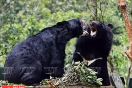 Ngôi nhà mới giúp bảo tồn loài gấu đang có nguy cơ bị tuyệt chủng