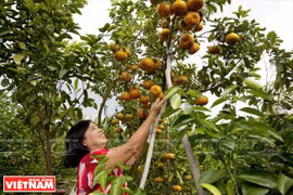 Quýt hồng Lai Vung Đồng Tháp: Vỏ mỏng tang, ngon ngọt từng tép 