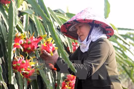 Thu hoạch thanh long tại Long An. (Ảnh: Bùi Như Trường Giang/TTXVN)
