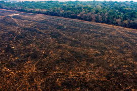 WWF: Diện tích rừng biến mất trong thập kỷ qua lớn hơn cả nước Đức