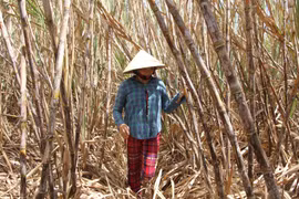 Vực dậy ngành mía đường trong nước: Khi cây mía không còn ngọt