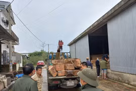 Thừa Thiên-Huế: Phát hiện hàng chục phách gỗ Chua không rõ nguồn gốc