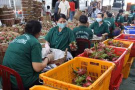 Sơ chế đóng gói thanh long xuất khẩu ở Công ty TNHH Chế biến nông sản thực phẩm Cát Tường. (Ảnh: Minh Trí/TTXVN)
