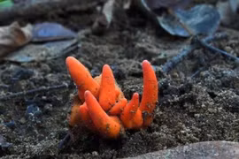 Loài nấm độc sát nhân có tên Poison Fire Coral (San hô lửa). (Nguồn: BBC)