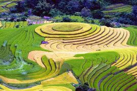 Ruộng bậc thang tại xã Xím Vàng, huyện Bắc Yên (Sơn La). (Ảnh: Quang Quyết/TTXVN)
