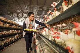 Người chăn nuôi thu nhặt trứng tại một trang trại ở Danzhai, tỉnh Quý Châu, miền Tây Nam Trung Quốc. (Ảnh: AFP/TTXVN)
