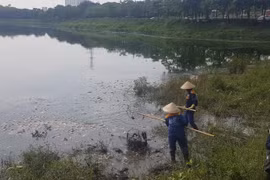 Công nhân Xí nghiệp quản lý cụm công trình đầu mối Yên Sở vớt cá chết để mang đi xử lý. (Ảnh Mạnh Khánh/TTXVN)
