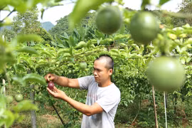 Thu hoạch chanh leo tại Hợp tác xã nông dược Mai Sơn,Sơn La. (Ảnh: Quang Quyết/TTXVN)