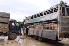 Vệ sinh, khử trùng đàn lợn an toàn trước khi lưu thông ra thị trường. (Ảnh minh họa: Lê Đức Hoảnh/TTXVN)