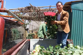 Hhoa hồng Đà Lạt đẹp nổi tiếng nên được khách hàng ưa chuộng. (Ảnh: Nguyễn Dũng/TTXVN)