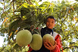 Những trái xoài sắp được thu hoạch. (Ảnh: Dương Chí Tưởng/TTXVN) 