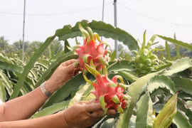 Thanh long - sản vật của Việt Nam xuất khẩu tới nhiều thị trường nước ngoài. (Ảnh: Bùi Giang/TTXVN)