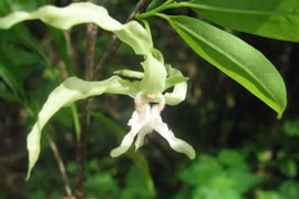 Một loài thực vật có nguy cơ tuyệt chủng cực kỳ cao ở Tanzania. (Nguồn: mongabay.com)