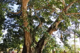 Cây Đa tại xã Hộ Độ, Hà Tĩnh được công nhận là “Cây Di tích lịch sử văn hóa Việt Nam”. (Ảnh: Phan Quân/TTXVN) 