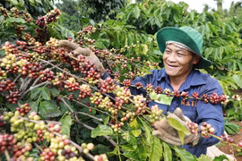 Nông dân xã Ea Kao, thành phố Buôn Mê Thuột thu hoạch cà phê được sản xuất trồng xen canh với cây tiêu theo khuyến cáo của ngành nông nghiệp cho hiệu quả kinh tế cao. (Ảnh: Vũ Sinh/TTXVN)