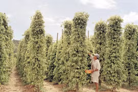 Trồng cây hồ tiêu ở huyện đảo Phú Quốc, tỉnh Kiên Giang. (Ảnh: Thanh Phàn/TTXVN)