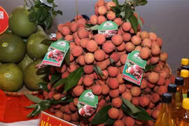 Vải thiểu Lục Ngạn. (Ảnh: Vũ Sinh/TTXVN)