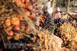 Thu hoạch dầu cọ tại Kutamakmur, Aceh, Indonesia. (Ảnh: AFP/TTXVN)