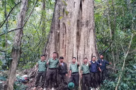 Một cây săng lẻ trong quần thể cổ thụ vừa được công nhận là Cây di sản Việt Nam. (Ảnh: TTXVN phát)
