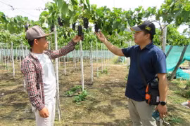 Du khách tham quan vườn nho tại làng nho Thái An, xã Vĩnh Hải, huyện Ninh Hải, tỉnh Ninh Thuận. (Ảnh: Nguyễn Thành/TTXVN)