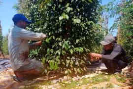 Người dân huyện Bù Đốp, tỉnh Bình Phước trải lưới dưới gốc để thu hoạch tiêu. (Ảnh: TTXVN phát)