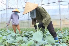 Nông dân huyện Mộc Châu, tỉnh Sơn La thu hoạch rau theo tiêu chuẩn VietGAP góp phần giảm nghèo. (Ảnh: TTXVN phát)