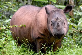Tê giác Sumatra. (Ảnh: AFP)