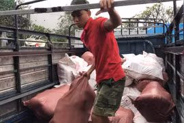 Số thịt lợn bẩn đựng trong các bao tải bị lực lượng chức năng thu giữ. (Ảnh: TTXVN phát)