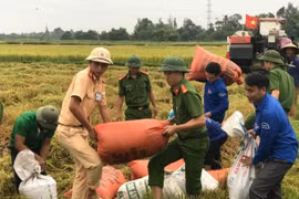 Các lực lượng giúp dân thu hoạch lúa chạy bão tại Hà Tĩnh. (Ảnh: Hoàng Ngà/TTXVN)